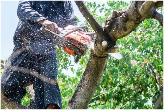 tree services Forest Park